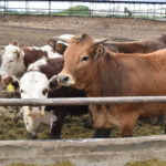 В Ярковском районе продолжает расти поголовье крупного рогатого скота