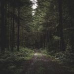 Что делать, если вы заблудились в лесу
