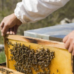 Вниманию пчеловодов и сельхозпредприятий