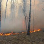 В Тюменской области локализовали один из крупных лесных пожаров