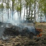 В Тюменской области за сутки потушили шесть лесных пожаров на площади 166,8 га