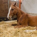 Об инфекционной анемии лошадей