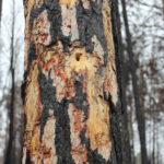 Восстановление леса после пожаров 2021 года