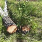 Выявлена незаконная рубка лесных насаждений