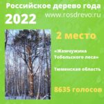«Жемчужина Тобольского леса» заняла второе место в конкурсе «Российское дерево года – 2022»